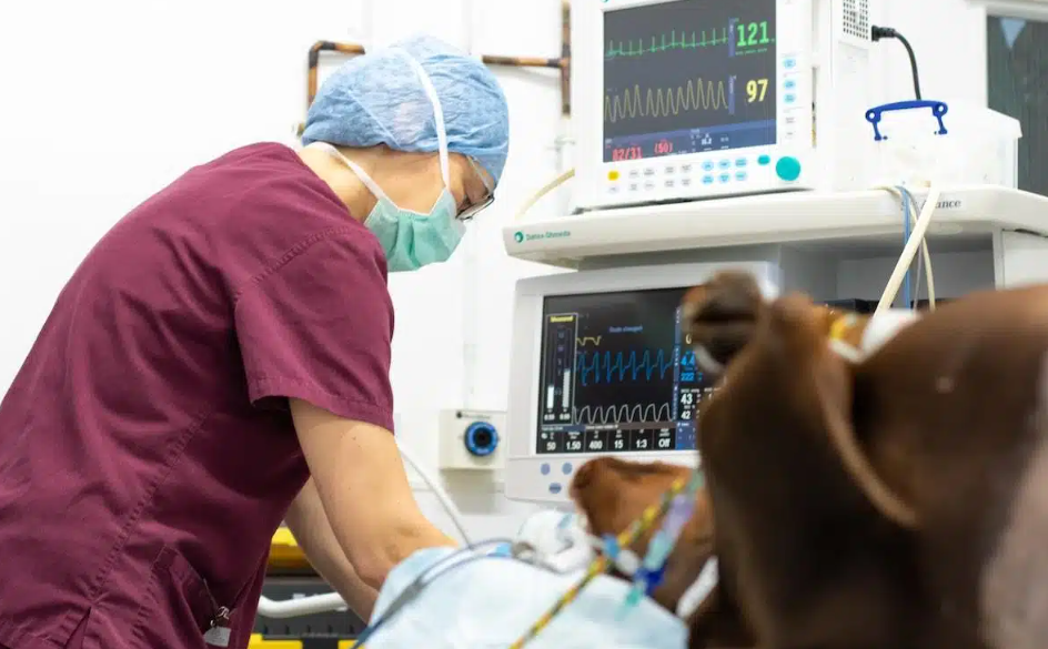 The Crucial Role of Veterinary Anaesthesia in Artarmon in Pet Surgeries